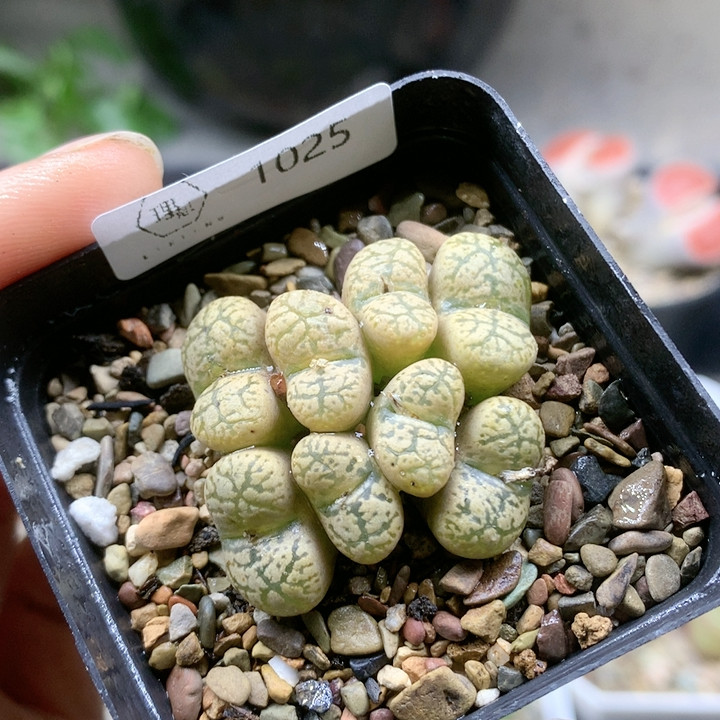 清棚特价一件包邮1025,鲜花速递/花卉仿真/绿植园艺,多肉植物,淘宝优惠券,粉丝福利购,淘宝优惠卷