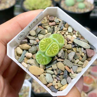 3753绿菊三年一物一拍生石花肉锥35 包邮