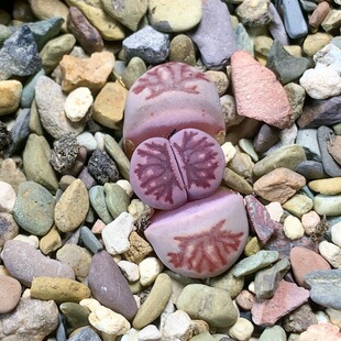 2725紫菊一物一拍生石花肉锥3.18更新一件 包邮