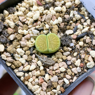 3767绿菊三年一物一拍生石花肉锥35 包邮