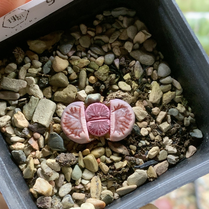 清棚特价一件包邮932,鲜花速递/花卉仿真/绿植园艺,多肉植物,淘宝优惠券,粉丝福利购,淘宝优惠卷