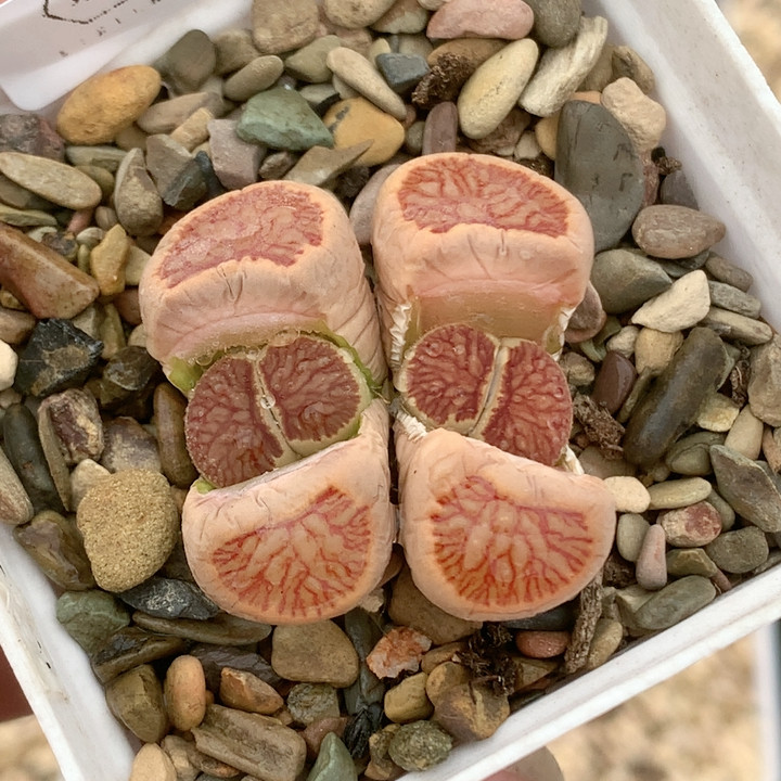 清棚特价一件包邮1142,鲜花速递/花卉仿真/绿植园艺,多肉植物,淘宝优惠券,粉丝福利购,淘宝优惠卷