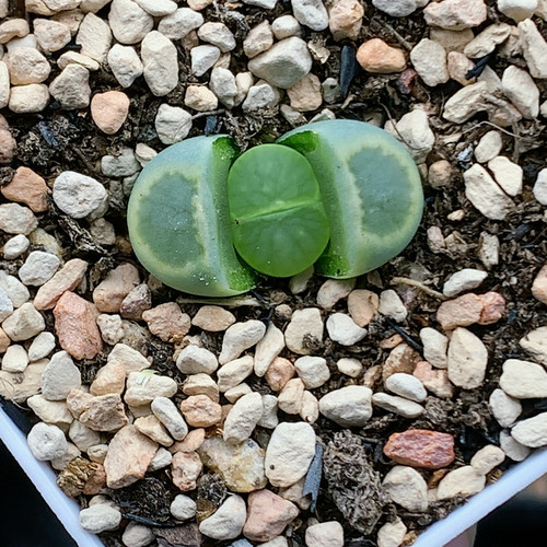 清棚特价一件包邮1801