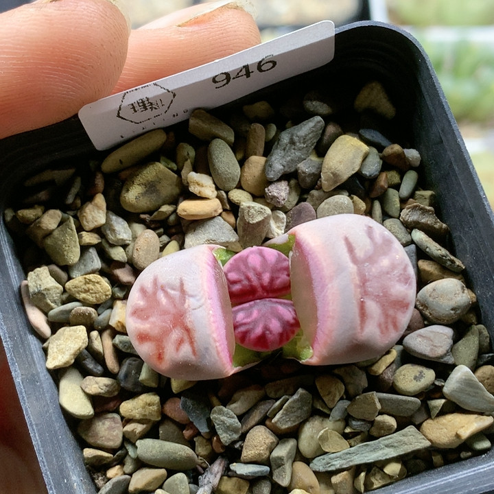 清棚特价一件包邮946,鲜花速递/花卉仿真/绿植园艺,多肉植物,淘宝优惠券,粉丝福利购,淘宝优惠卷