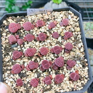 3641阿克塞尔玫瑰一物一拍生石花肉锥多肉植物35包邮4.25更新