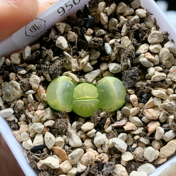 清棚特价一件包邮950,鲜花速递/花卉仿真/绿植园艺,多肉植物,淘宝优惠券,粉丝福利购,淘宝优惠卷