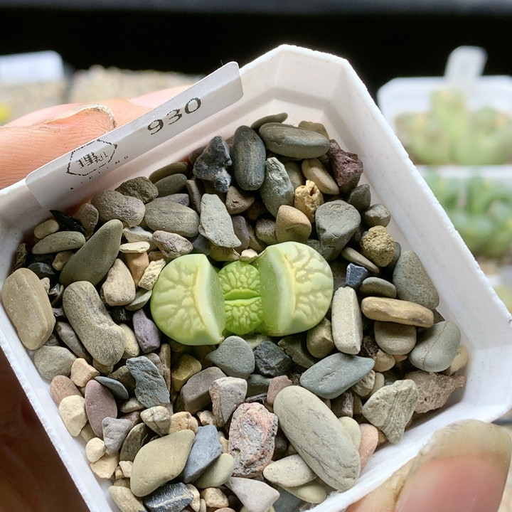 清棚特价一件包邮930化石绿菊,鲜花速递/花卉仿真/绿植园艺,多肉植物,淘宝优惠券,粉丝福利购,淘宝优惠卷