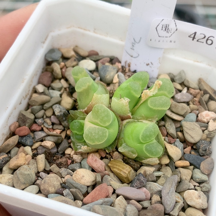 4261 -1787.1磁铁一物一拍生石花肉锥35包邮4.13