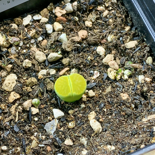 3751绿菊两年绒一物一拍生石花肉锥35 包邮