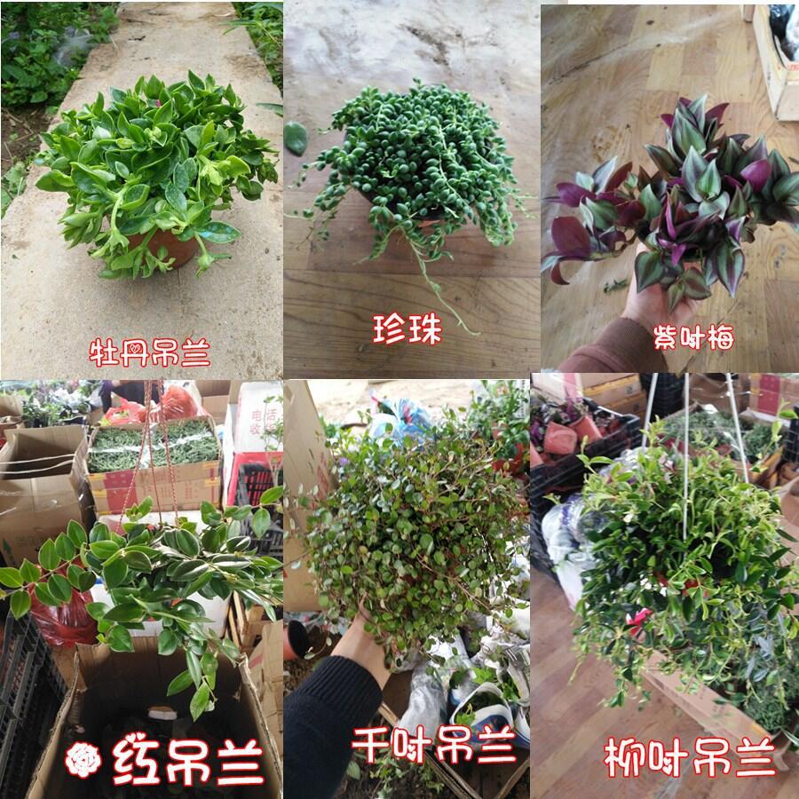 室内草本吸甲醛悬挂垂吊绿植物花卉盆栽水培牡丹吊兰植物净化空气