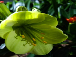 平尾绿花鞍山产地细叶绿裤日本引进开绿色花