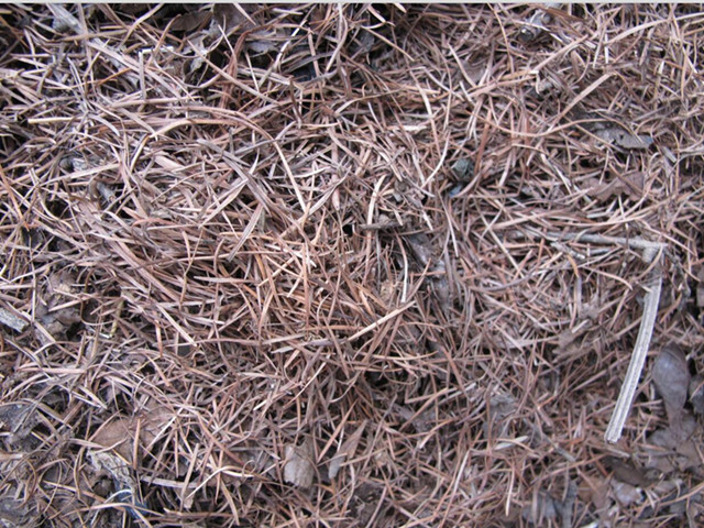 【奇亿·君子兰之家】新鲜松针1斤重雪松松针