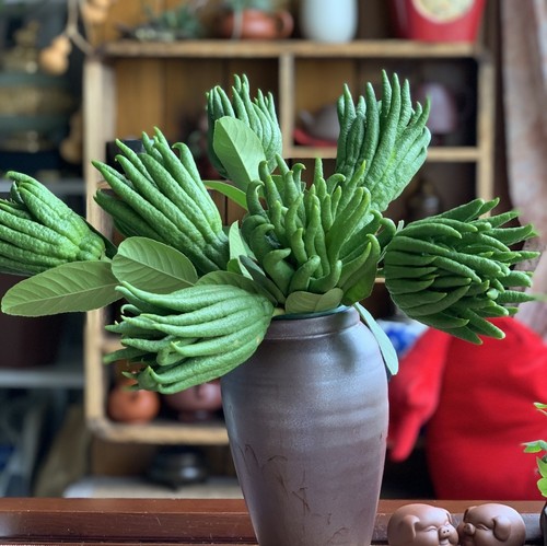 水培佛手青果金华佛手新鲜