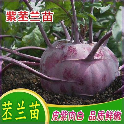 春季新鲜紫苤蓝苗正宗秧苗露天阳台四季盆栽蔬菜苗白心凉拌紫苤兰