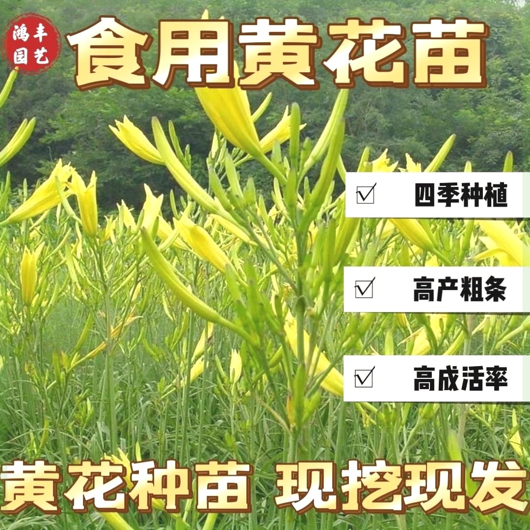 正宗黄花菜种植苗食用黄花菜种苗多年生金针菜苗根忘忧草苗根现挖