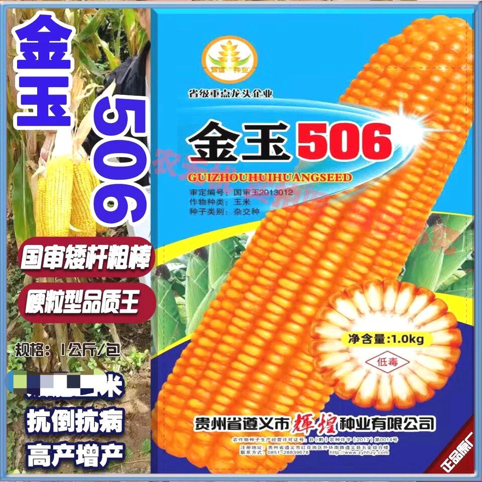 云贵川金玉506玉米高产大棒玉米种子国审矮杆抗倒白轴玉米