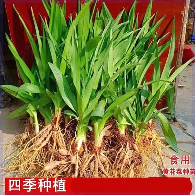 黄花菜根苗包活菜苗金针菜忘忧草耐高温四季种植盆栽正宗食用种苗