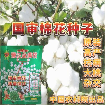 棉花种子湖北原装懒汉棉花懒人易种棉花高产大桃棉杂交懒汉王棉子