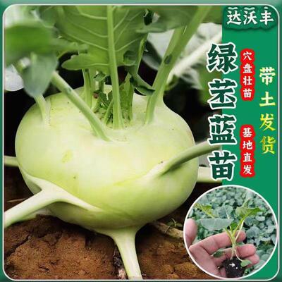 绿苤蓝秧苗带土大头菜苗球茎甘蓝苗春季青苤蓝苗蔬菜秧苗四季高产