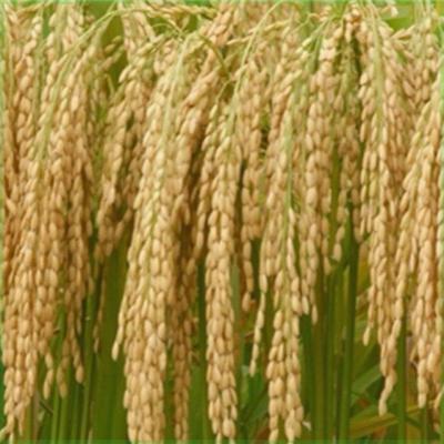 可留种常规水稻种子 高产糯米种子抗稻瘟 直播水稻种子晚稻