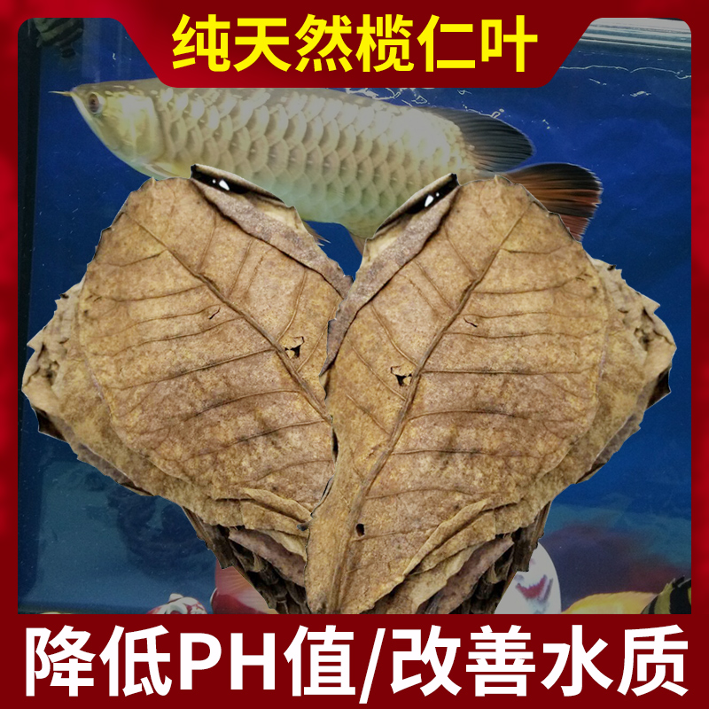 鱼教官榄仁叶调节水质降低PH值