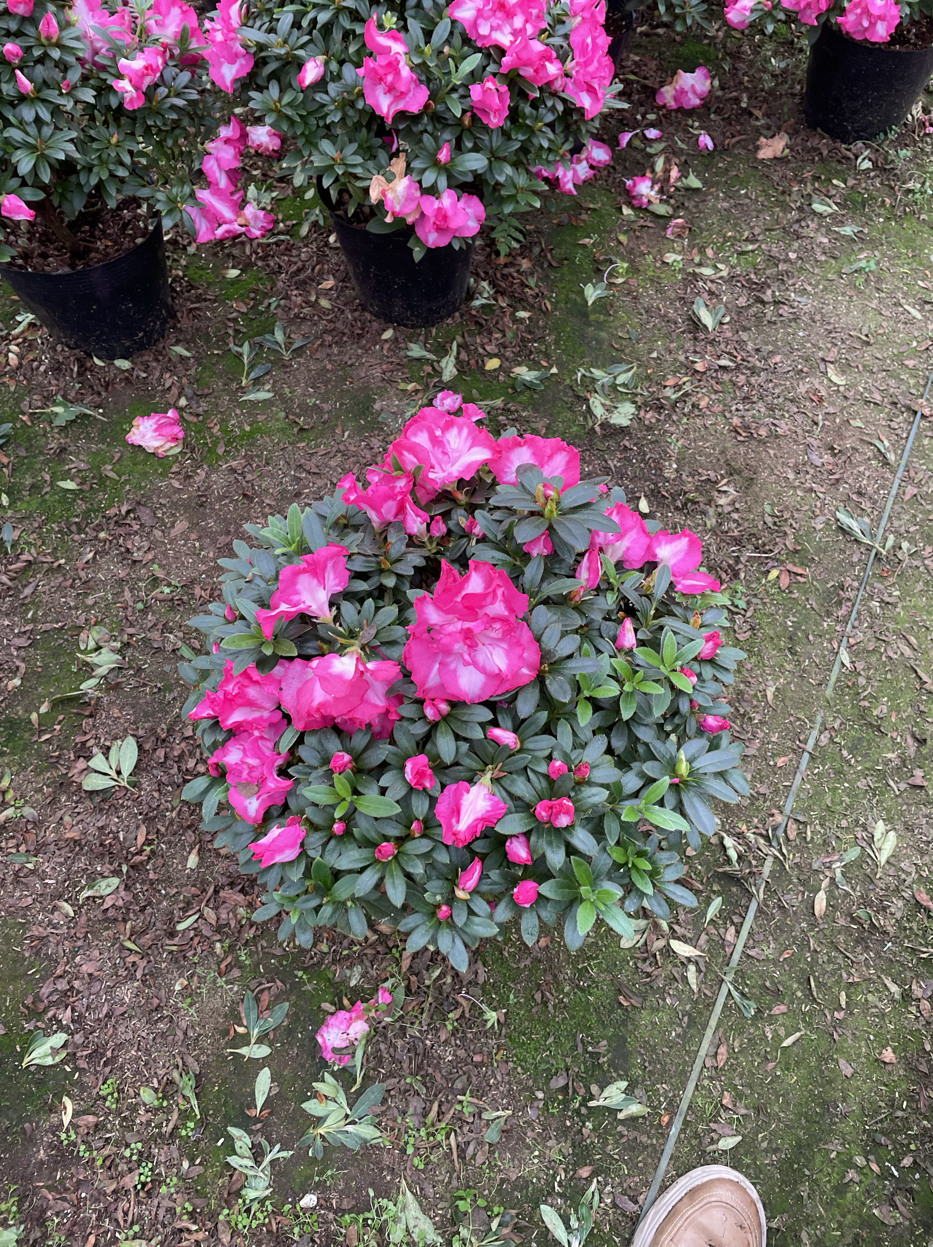 宽边红西玛杜鹃四季花苞开花植物室内外室内庭院花卉绿植盆景阳台