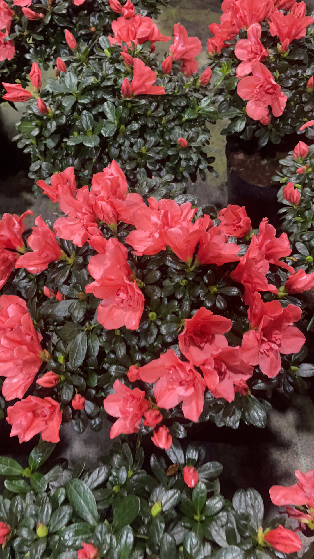 胭脂红精品室内外客厅阳台杜鹃花盆栽花卉植物