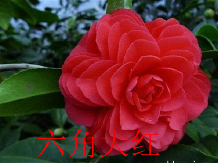 中国十大名花之一赤丹红茶花,又名六角大红