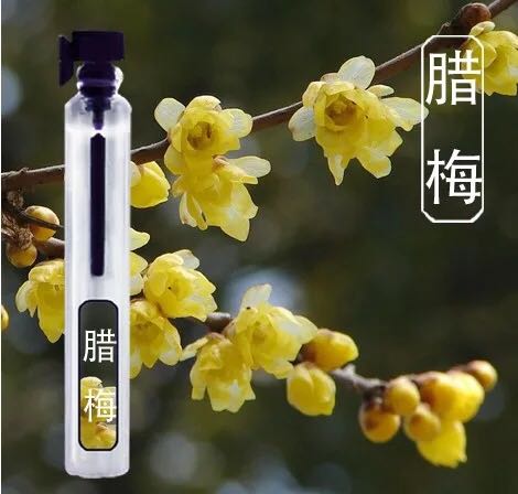 正品偶遇私家腊梅蜡梅味香水 持久淡香自然清新女士优雅花香调