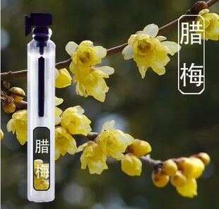 正品偶遇私家腊梅蜡梅味香水 持久淡香自然清新女士优雅花香调