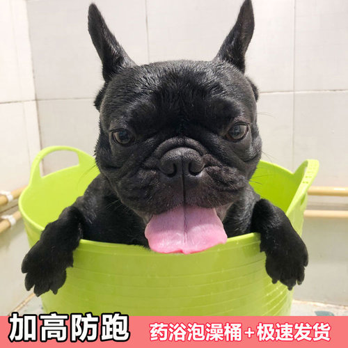 宠物泡澡桶可排水跳不出桶
