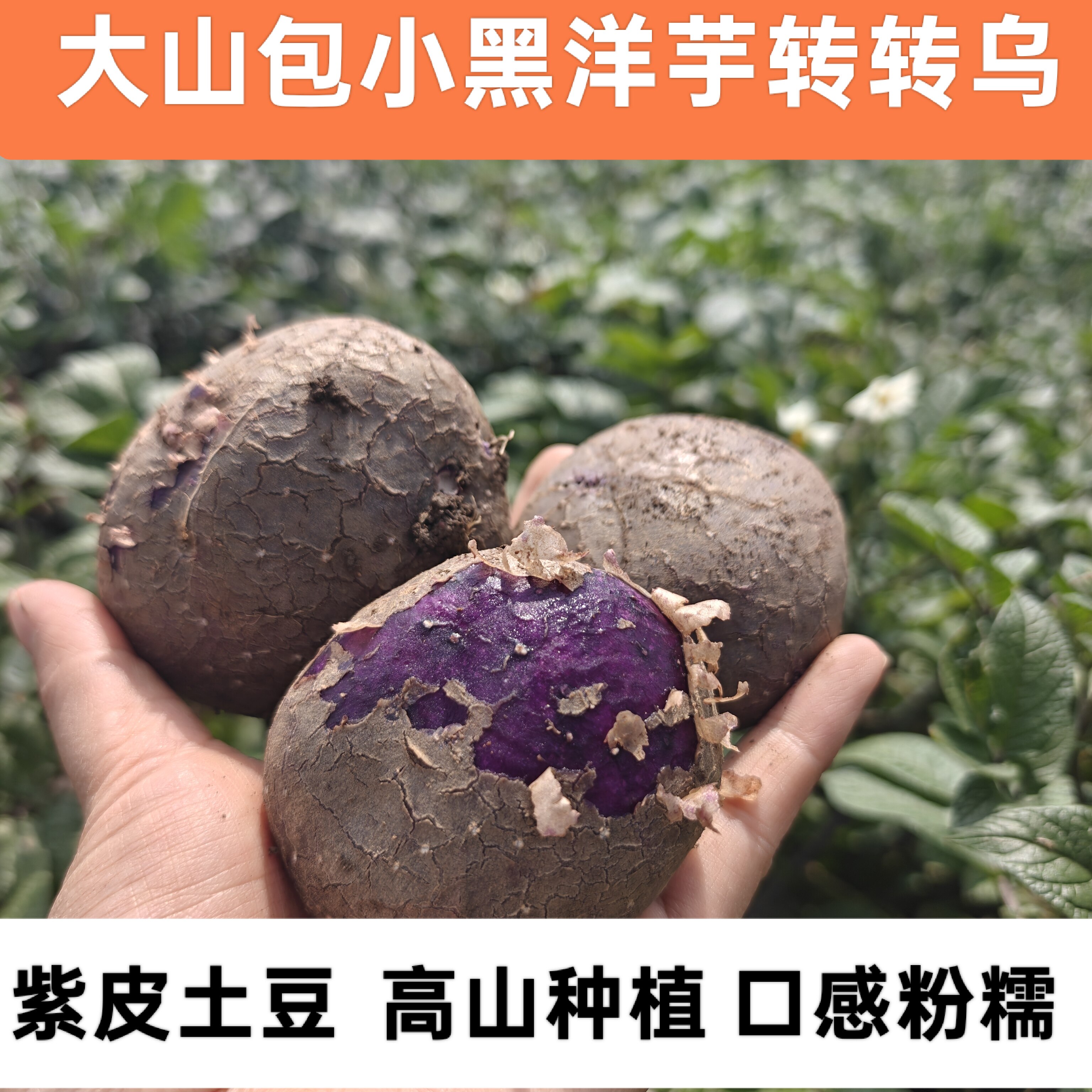 云南大山包紫皮土豆高山现挖洋芋紫心马铃薯紫皮转转乌口感粉糯