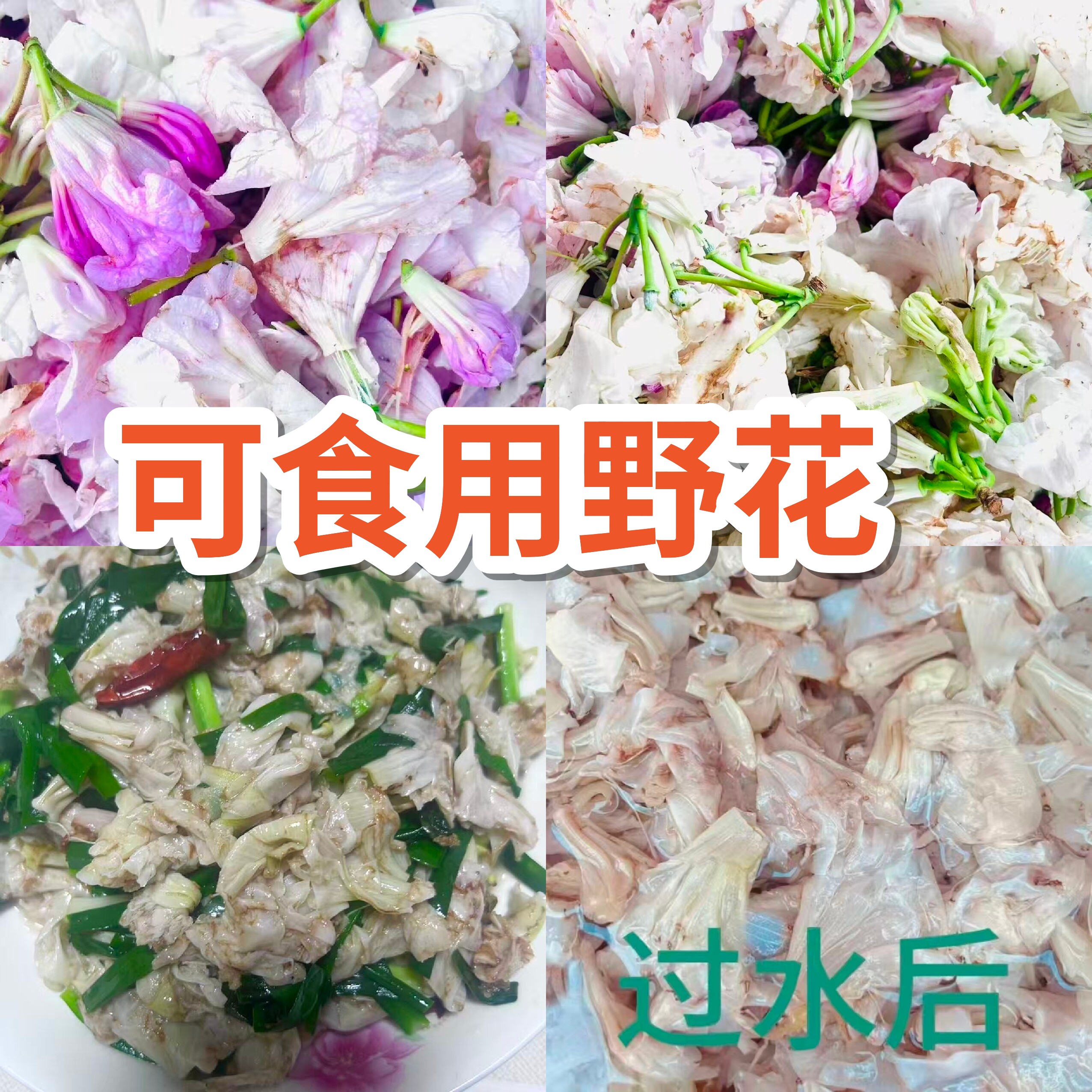 云南野生木耳花大白杜鹃花可食用野花山茅野菜当季新鲜焯水发货