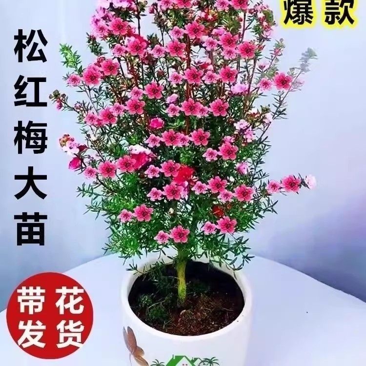 澳洲松红梅一树多色耐寒绿植花卉盆栽带花苞阳台客厅耐寒耐冻花草图片