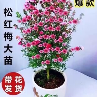 澳洲松红梅一树多色耐寒绿植花卉盆栽带花苞阳台客厅耐寒耐冻花草