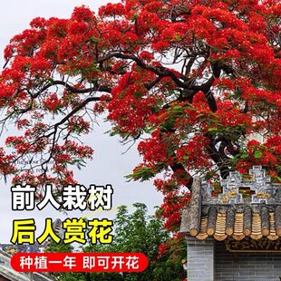 正宗凤凰木树苗镇宅庭院门前绿化风景金凤花树耐热耐寒红花楹盆栽
