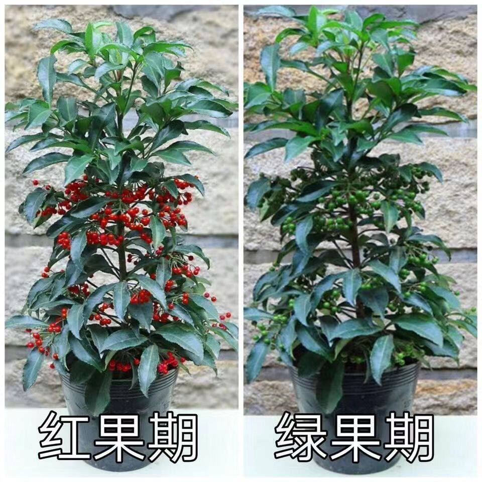 富贵籽盆栽黄金万两金玉满堂盆栽植物带果发货室内客厅绿植朱砂根