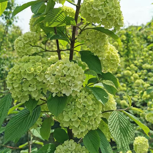 麻叶木绣球花苗庭院风景树露台花园盆栽花卉耐热耐寒植物好养易活