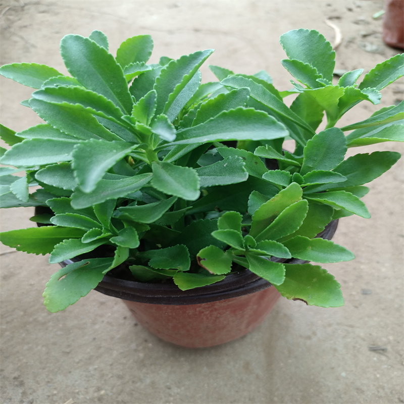 救心菜盆栽养心菜 降血糖降血压降血脂植物庭院高钙菜地栽保健菜