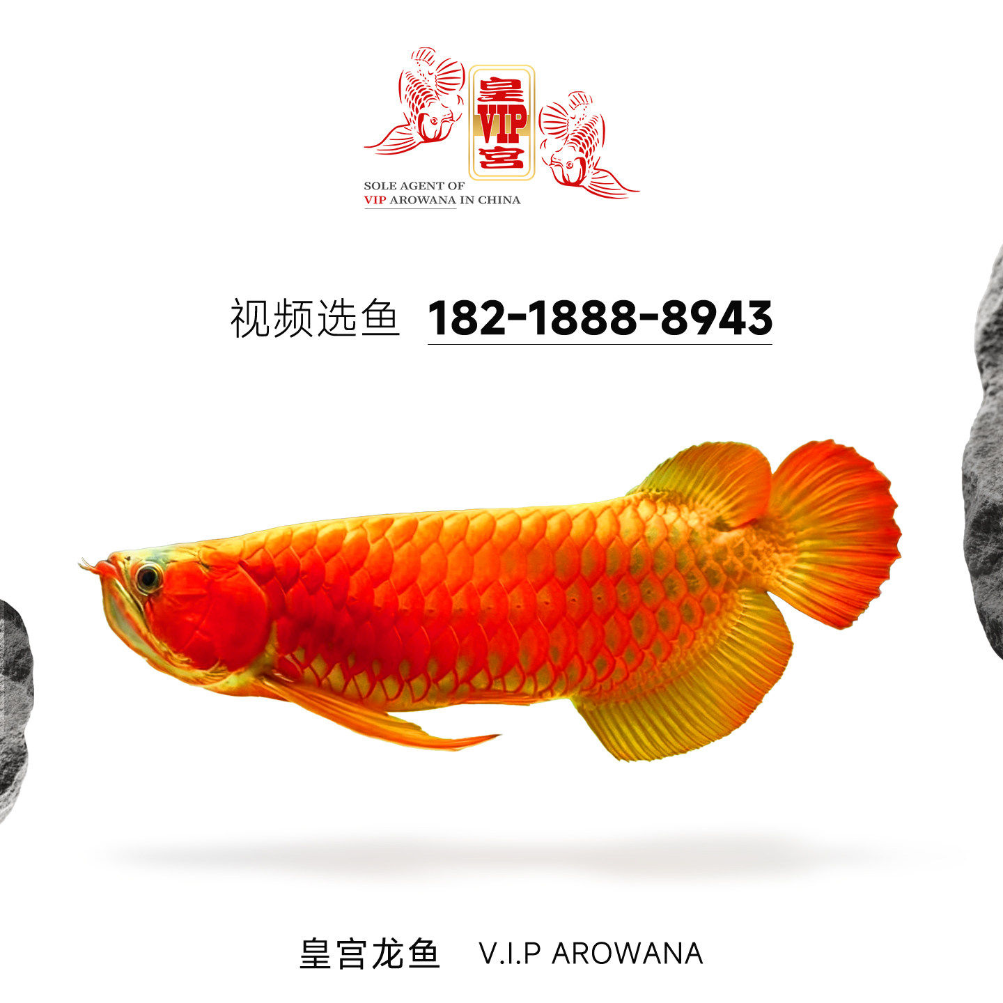 皇宫龙鱼印尼红龙鱼观赏鱼幼鱼鱼鱼