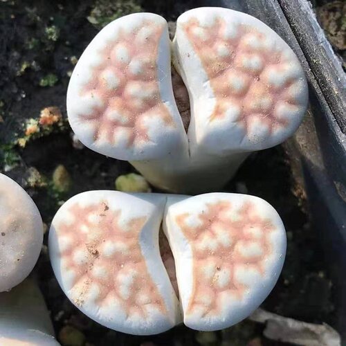 生石花2年质量怎么样 生石花2年口碑怎么样 小麦优选