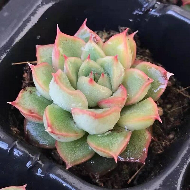 梦幻天使单颗稀有小贵货多肉  室内萌萌哒组合绿植盆栽