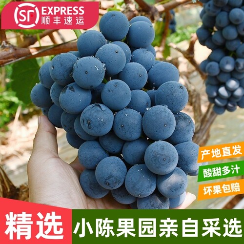 精选/云南夏黑葡萄3斤新鲜现摘