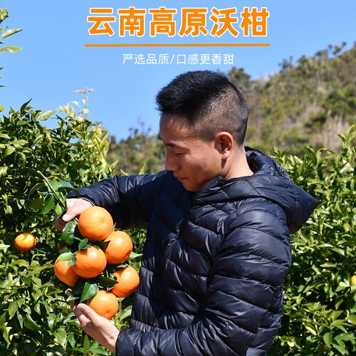 精选云南山地沃柑/鲜甜/送礼佳选