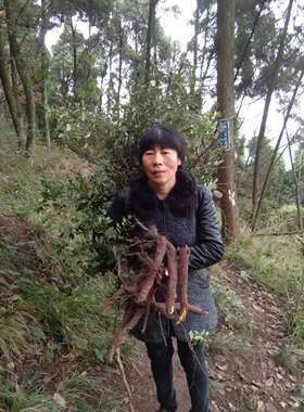 练手桩随机发金弹子树桩绿植盆栽盆景老桩灌木金弹子树苗观果植物
