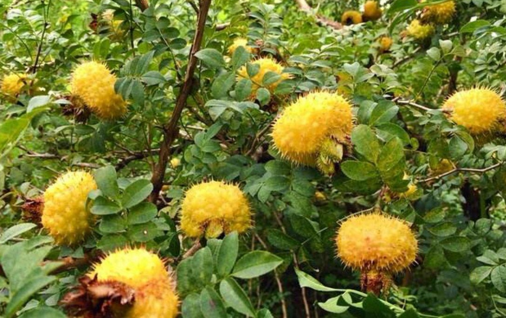 刺梨练手桩1公分粗左右制作盆景原材料桩子脱皮显的古老沧桑观赏