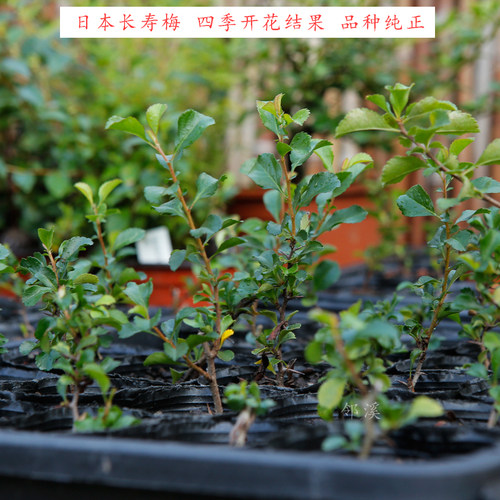 盆景素材 日本长寿梅盆景 红花一号性  品种纯正 白花品种也有 - 封面