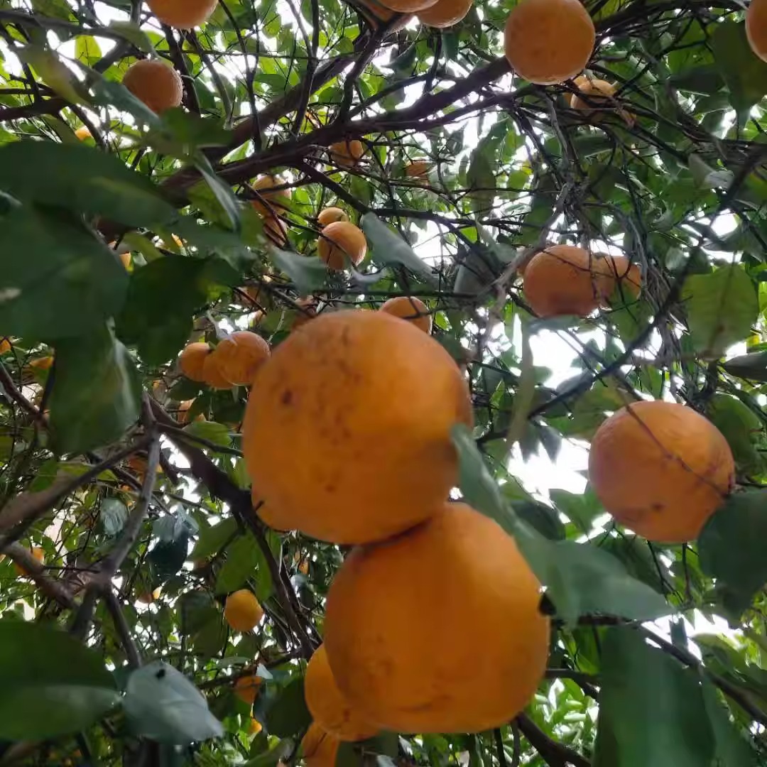 湖南安仁新鲜现摘臭皮柑枸士柑黄皮酸橙抛柑橘子孕妇水果自家树