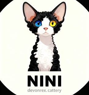 毛孩子的衣橱30.9-39.9（避免交叉感染，no退no换）全店两件包邮