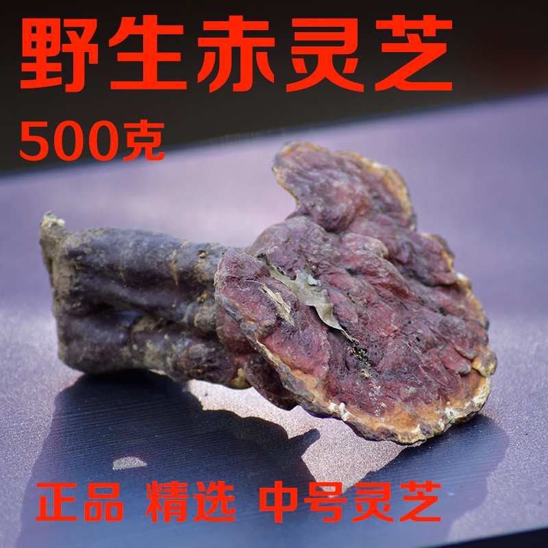 正品野生灵芝赤灵芝切片打粉散装整枝带柄500克味苦新鲜干品